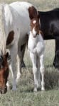 Barrel Horse or Rope Horse Prospect for Sale - Doc Bar, Indians Image, Western Native