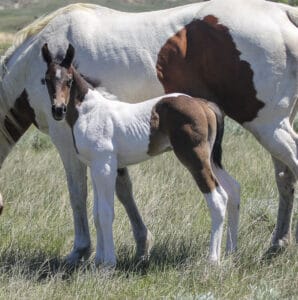 Rope horse prospects for sale.