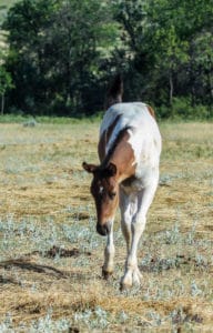 Paint rope horse prospect