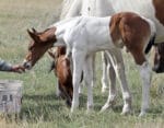 Barrel Horse or Rope Horse Prospect for Sale - Doc Bar, Indians Image, Western Native