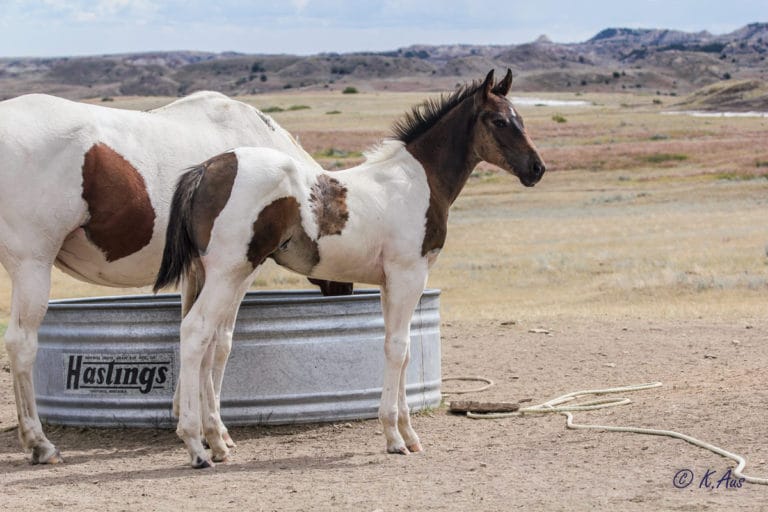 Paint rope horse prospect for sale.
