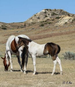 Paint rope horse prospect - Grandson of Dash For Perks and My Indian Money
