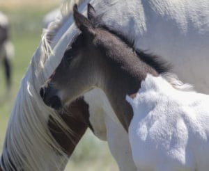 Head shot of rope horse prospect.