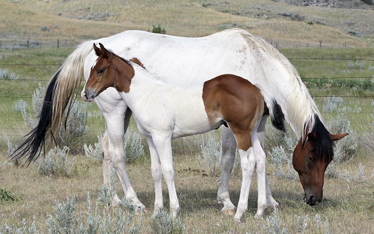 Barrel Horse or Rope Horse Prospect for Sale - Doc Bar, Indians Image, Western Native