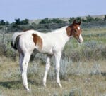 Barrel Horse or Rope Horse Prospect for Sale - Doc Bar, Indians Image, Western Native
