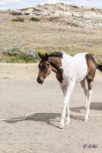 Tobiano Paint rope horse prospect.