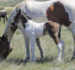 Team roping horse prospect for sale