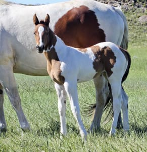 Doc's Remedy, Doc's Hickory, My Indian Money filly for sale