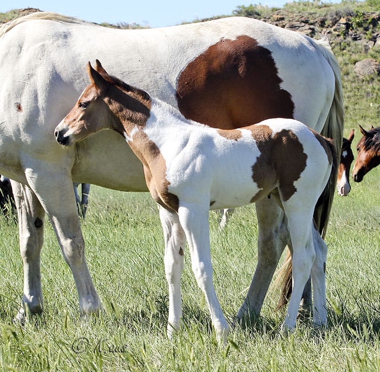 Beautiful Paint foal for sale