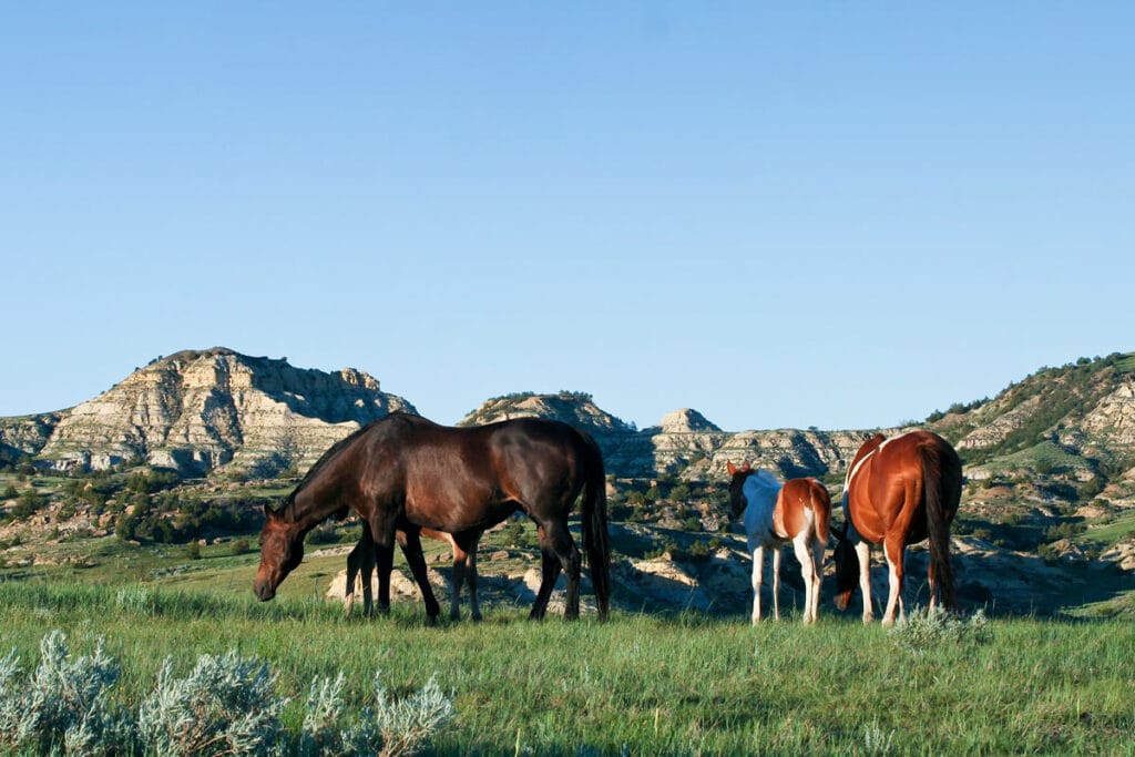 Mares and foals enjoying green pastures