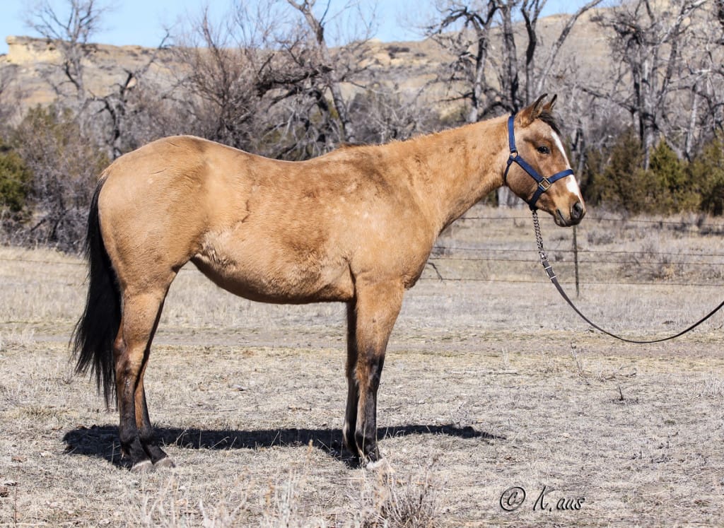 Barrel racing, roping, cow horse, mounted shooting prospect