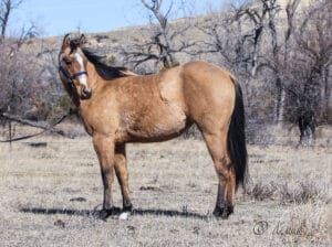 Left side of barrel horse prospect.