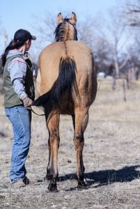 Rear view of performance horse prospect