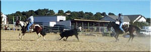 My Indian Money, APHA stallion,