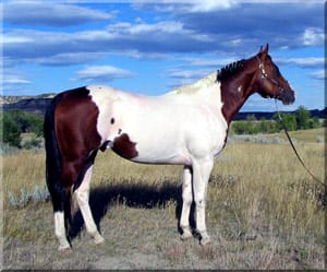 My Indian Money, APHA Stallion