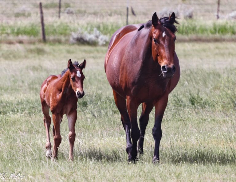 Ivory James grandson - barrel prospect - walking toward the camera with his dam
