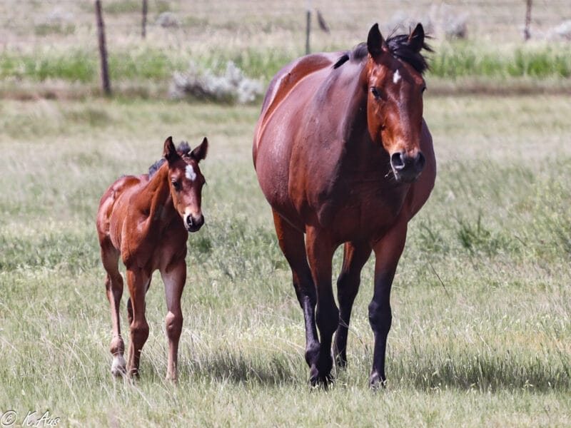 Ivory James grandson - barrel prospect - walking toward the camera with his dam