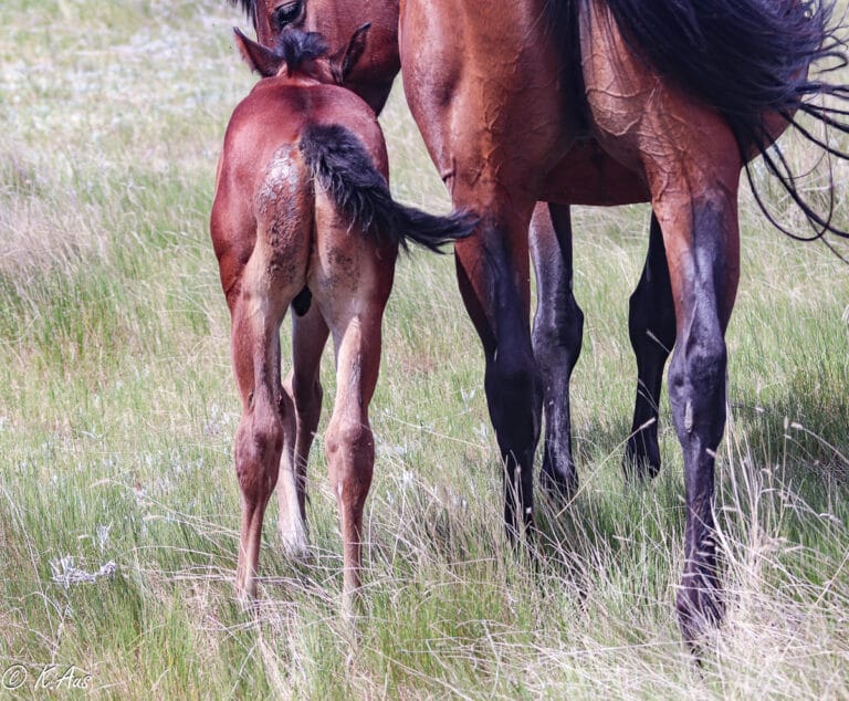 Bay colt with straight back legs walking away