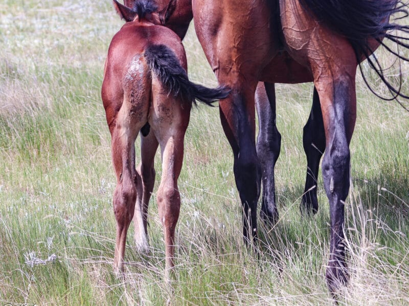 Bay colt with straight back legs walking away