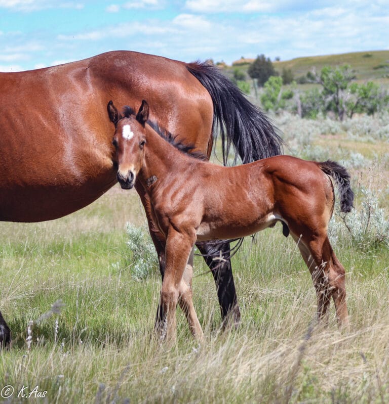 Bay Quarter Horse colt - grandson of Ivory James - barrel prospect