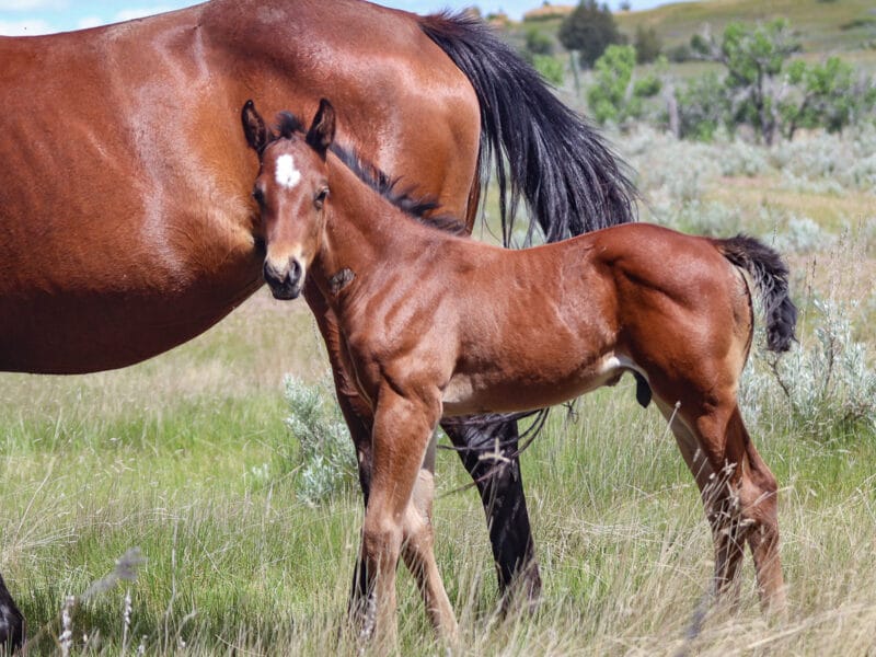 Bay Quarter Horse colt - grandson of Ivory James - barrel prospect