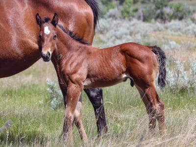 Bay Quarter Horse colt - grandson of Ivory James - barrel prospect