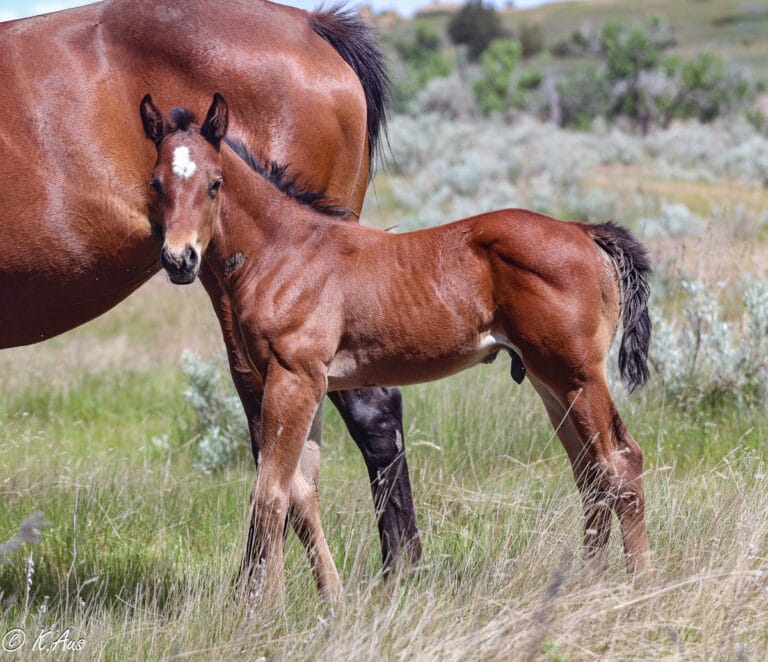 Bay Quarter Horse colt - grandson of Ivory James - barrel prospect