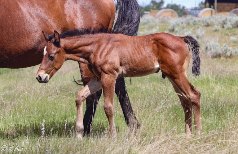 Bay Quarter Horse colt - grandson of Ivory James - barrel prospect