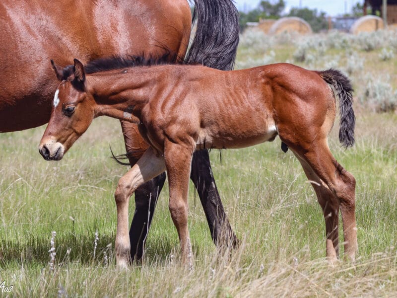 Bay Quarter Horse colt - grandson of Ivory James - barrel prospect