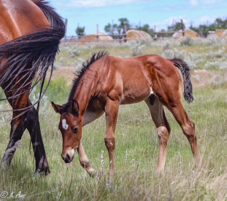 Colt walking and looking at the grass
