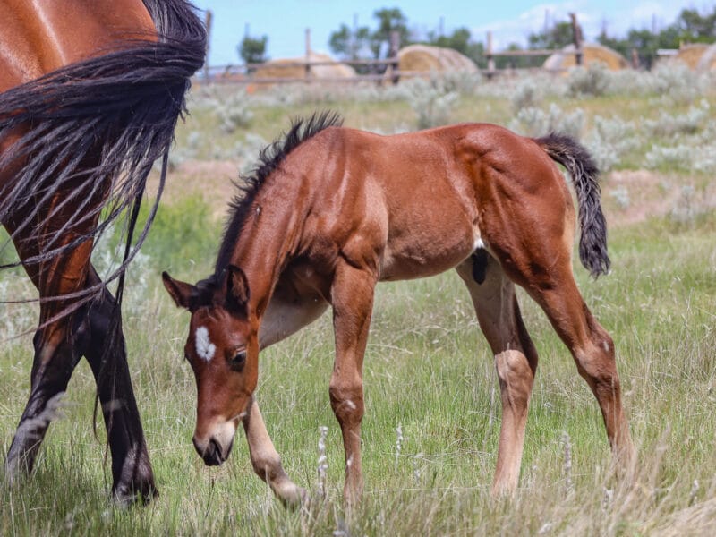 Colt walking and looking at the grass