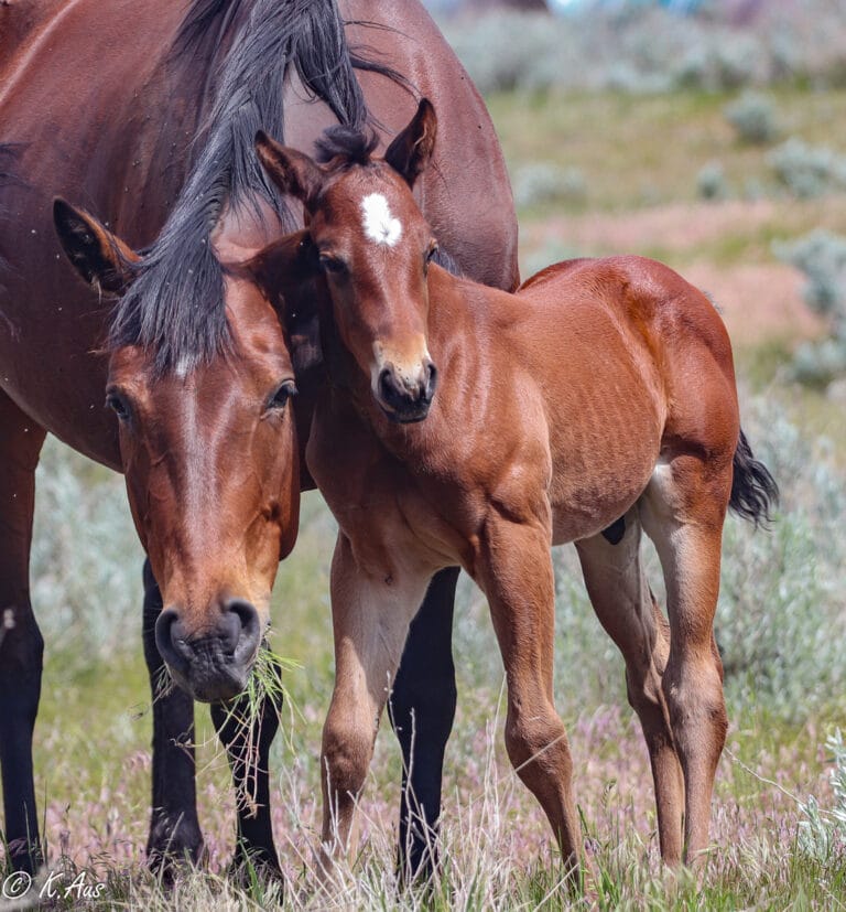 Mare with her foal rubbing against her while she eats