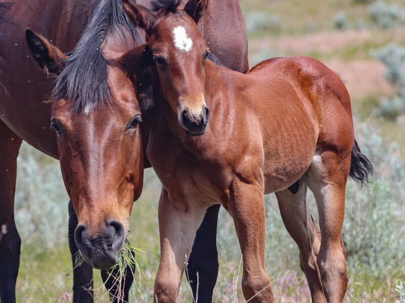 Mare with her foal rubbing against her while she eats