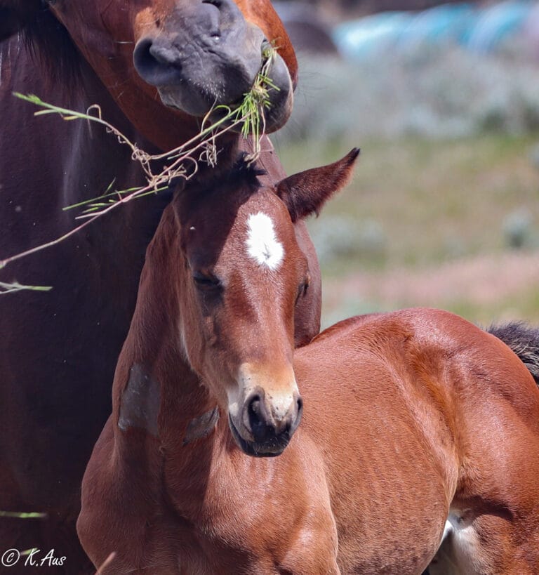 Mare and foal