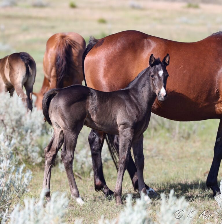 Black barrel racing horse prospect with his dam.
