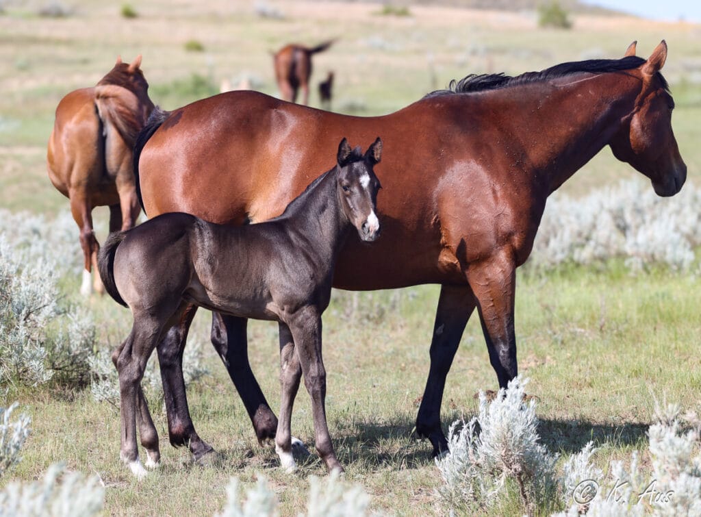 Black barrel racing horse prospect with his dam.
