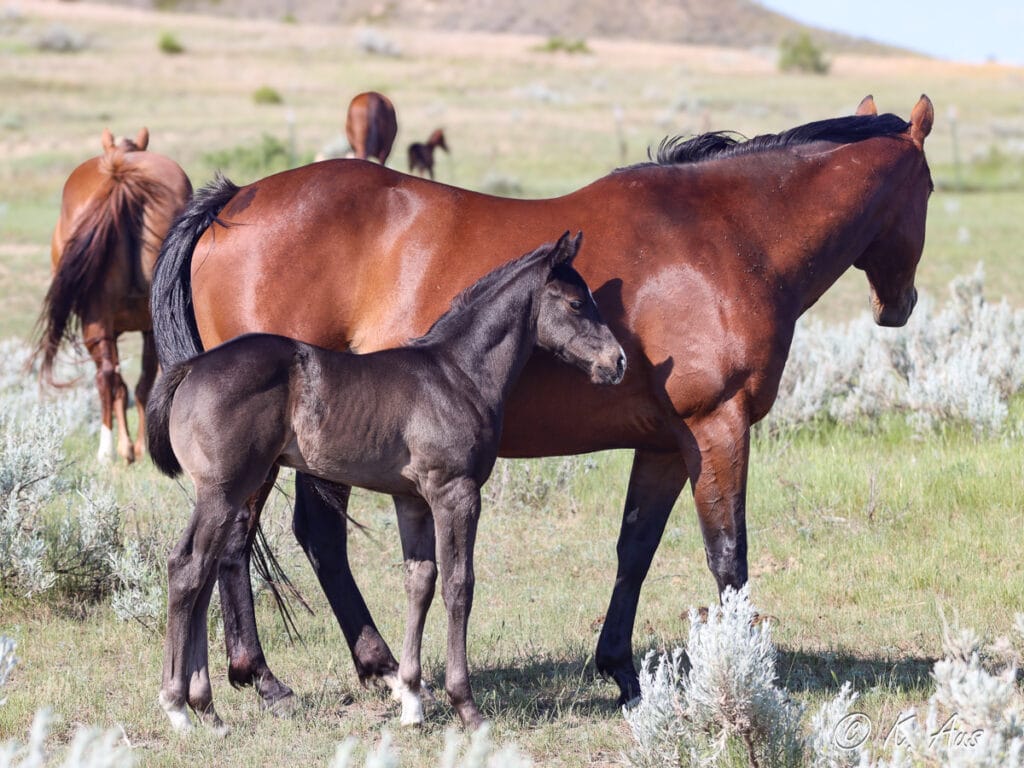 Black barrel racing horse prospect with his dam.
