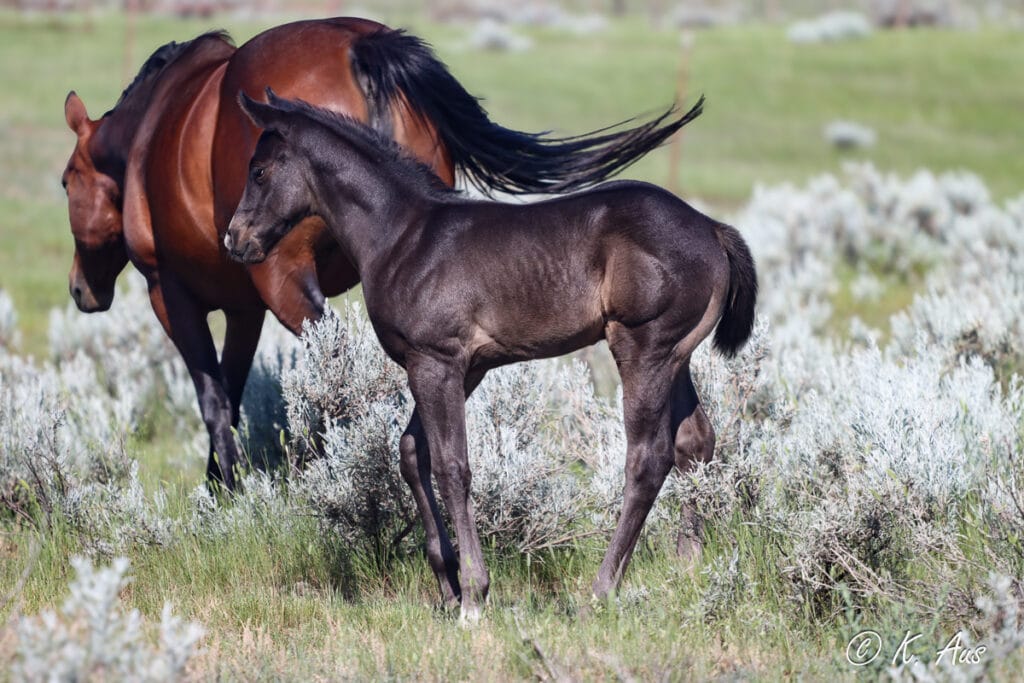 Black colt turning to follow his dam in a sagebrush filled pasture