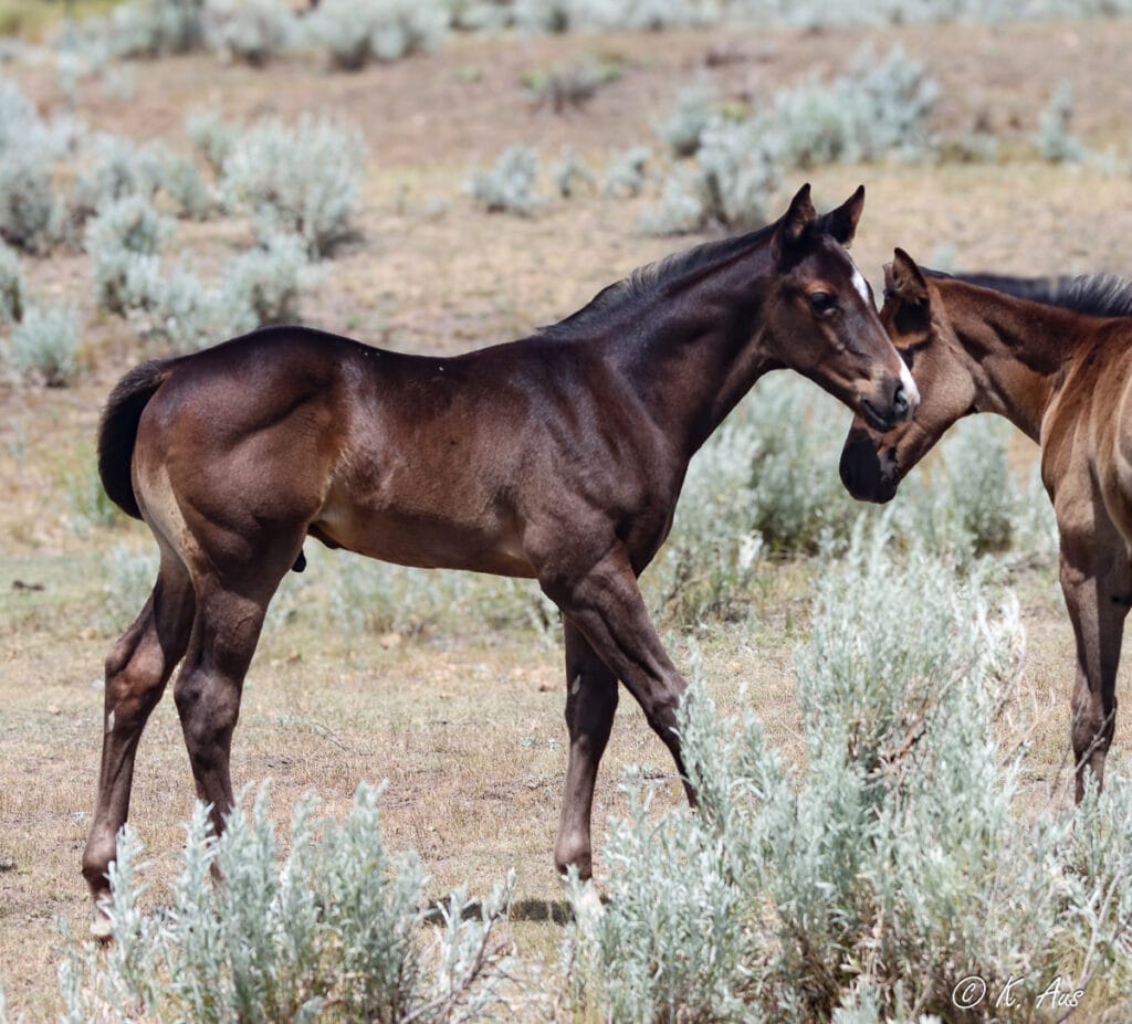 Black barrel and rope prospect with Frenchmans Guy, Ivory James, Dash For Perks, Firewaterontherocks breeding.
