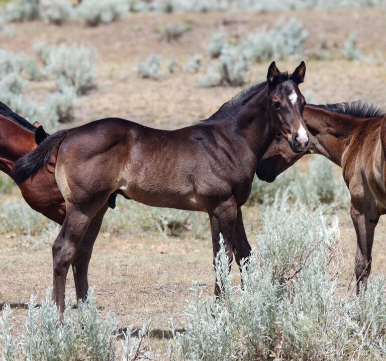 Black barrel and rope prospect with Frenchmans Guy, Ivory James, Dash For Perks, Firewaterontherocks breeding.