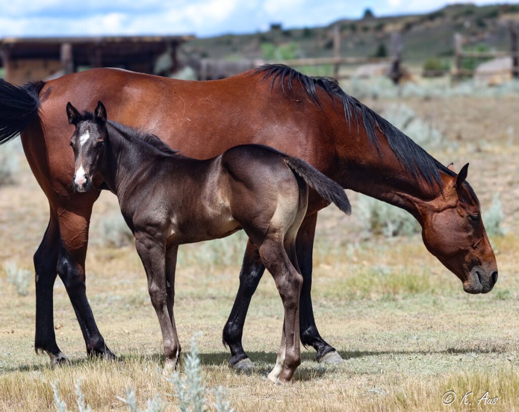 Black barrel and rope prospect with Frenchmans Guy, Ivory James, Dash For Perks, Firewaterontherocks breeding.