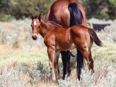 Quarter Horse colt - barrel racing prospect with Ivory James and Dash For Perks breeding