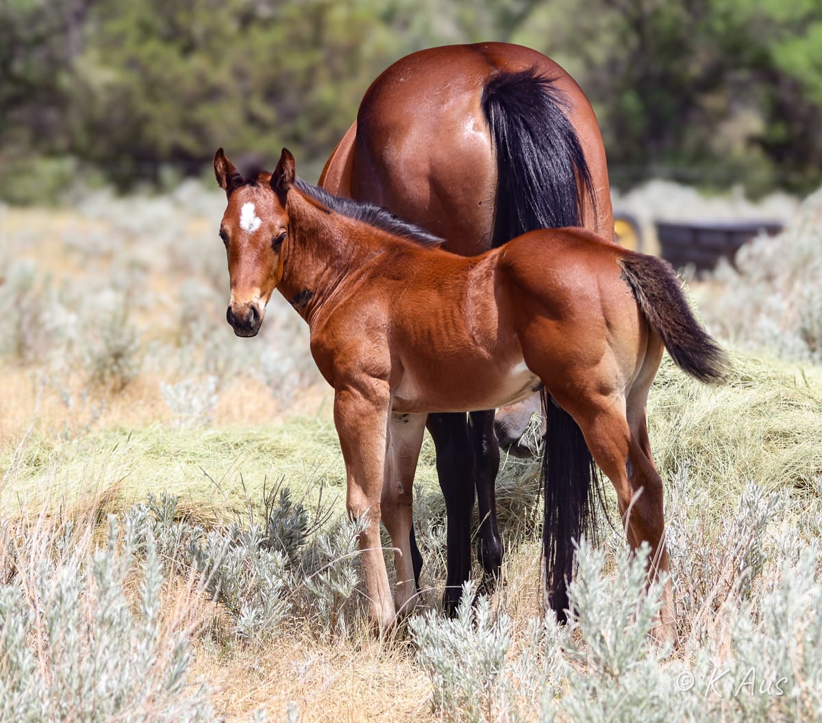 Quarter Horse colt - barrel racing prospect with Ivory James and Dash For Perks breeding