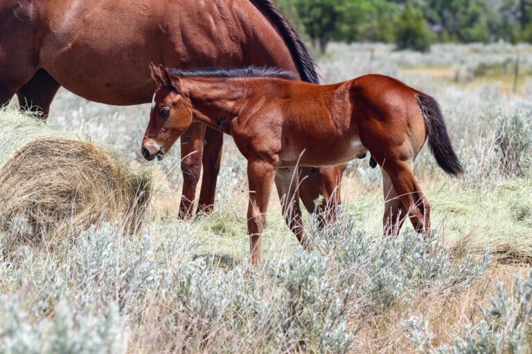 Bay foal eating hay. He's a barrel prospect who is a grandson of Ivory James and CCs Last Warrior.