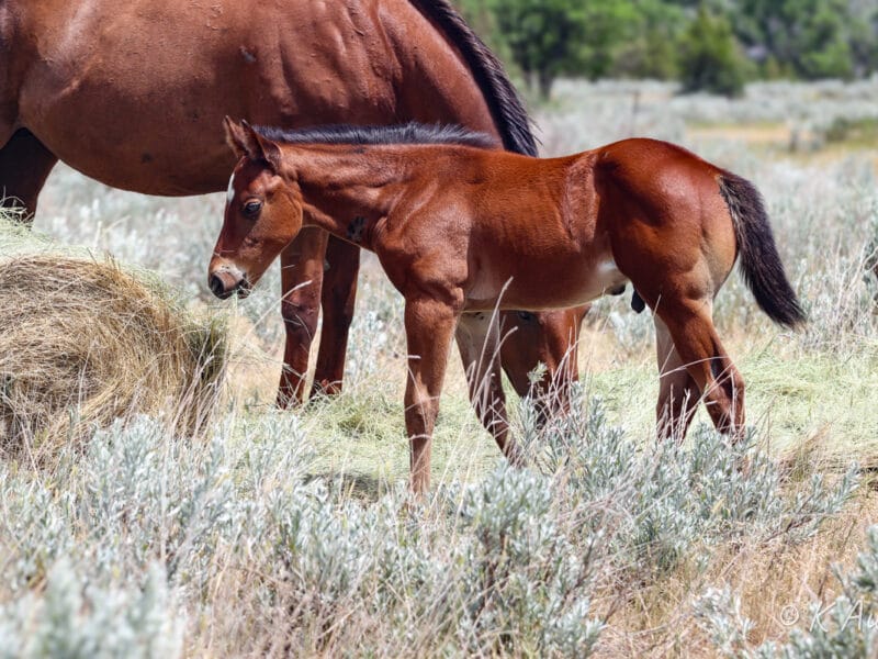 Bay foal eating hay. He's a barrel prospect who is a grandson of Ivory James and CCs Last Warrior.