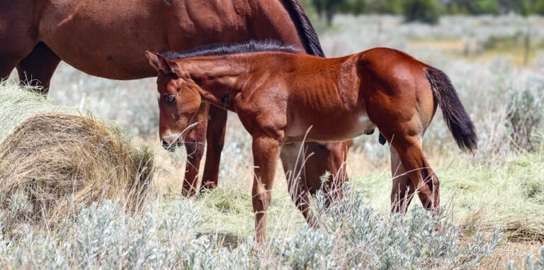 Young foal trying to eat hay with his dam.