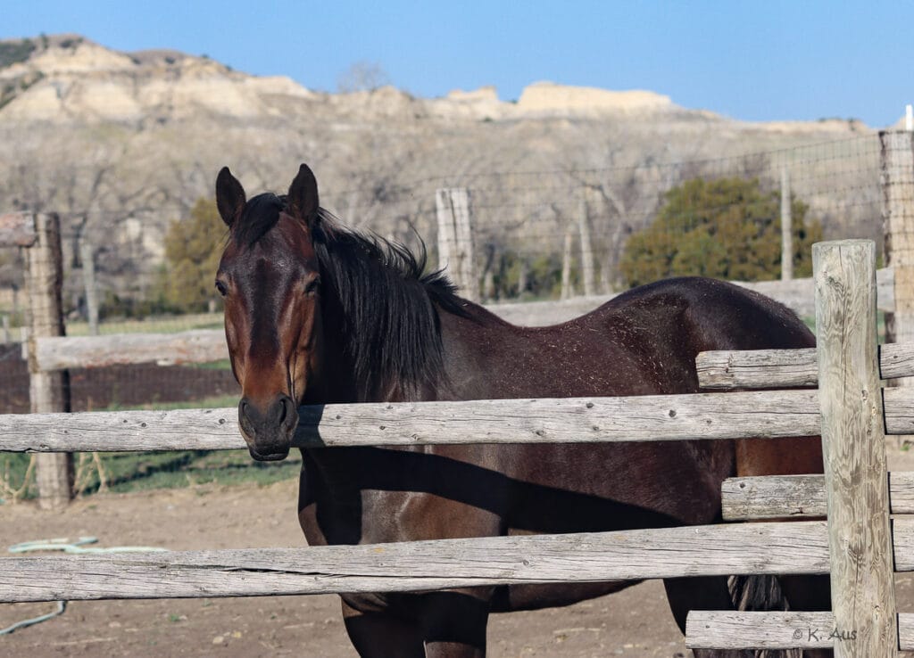 Beautiful, friendly mare looking over the fence