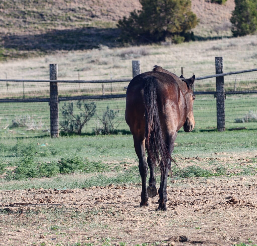 Granddaughter of Seattle Slew - broke to ride with tons of potential.