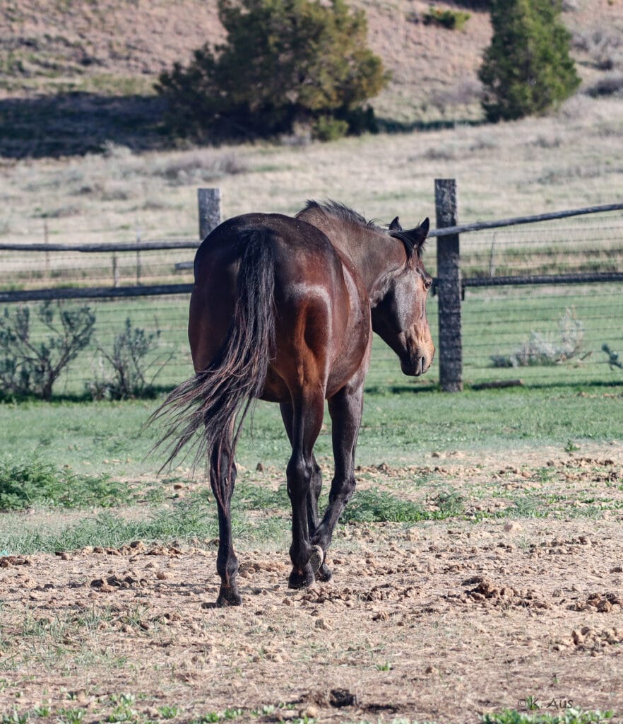Granddaughter of Seattle Slew - broke to ride with tons of potential.