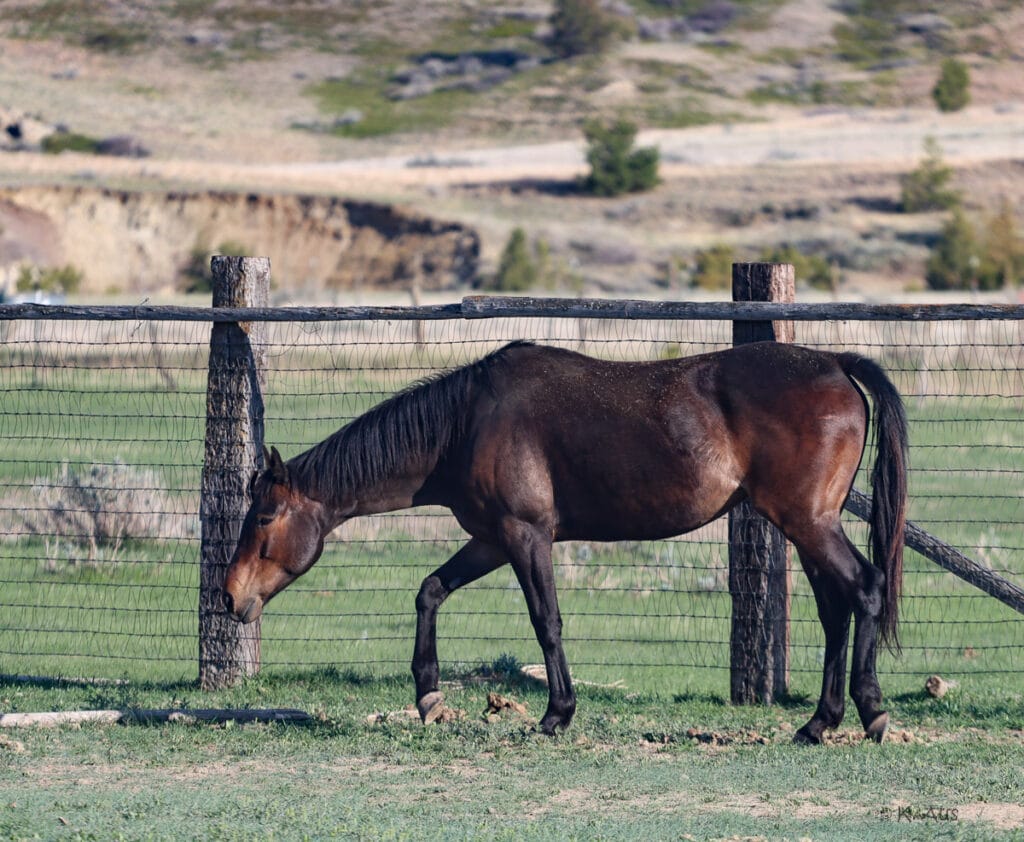 Granddaughter of Seattle Slew - broke to ride with tons of potential.